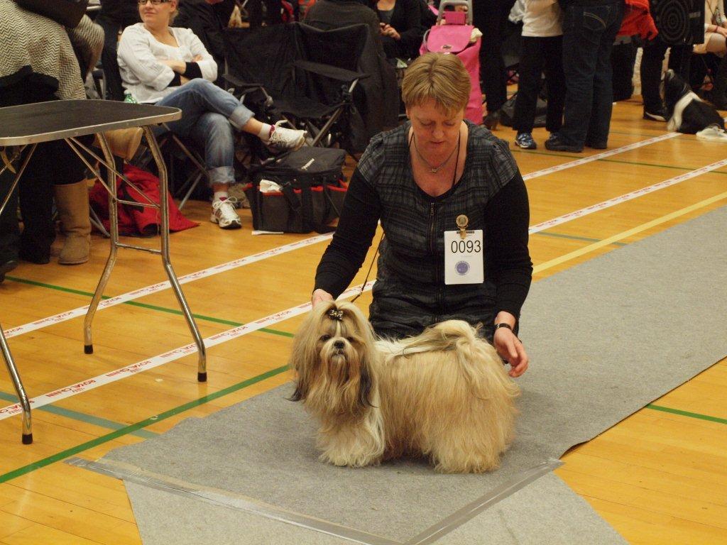Shih Tzu Danmark